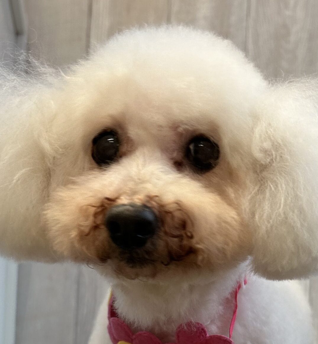 ゆずちゃん | こころみたす ペット思い出セレモニー