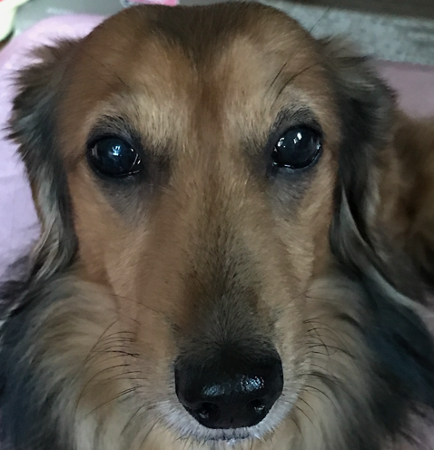 こころみたすペット思い出セレモニーにて葬儀したペットちゃん | グーフィーくん