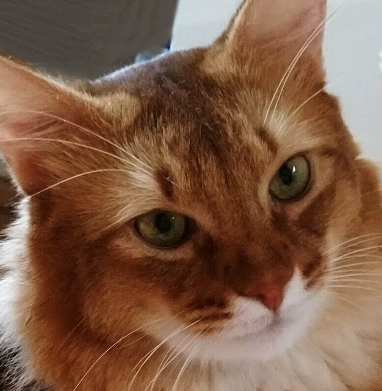 こころみたすペット思い出セレモニーにて葬儀したペットちゃん | マロンくん