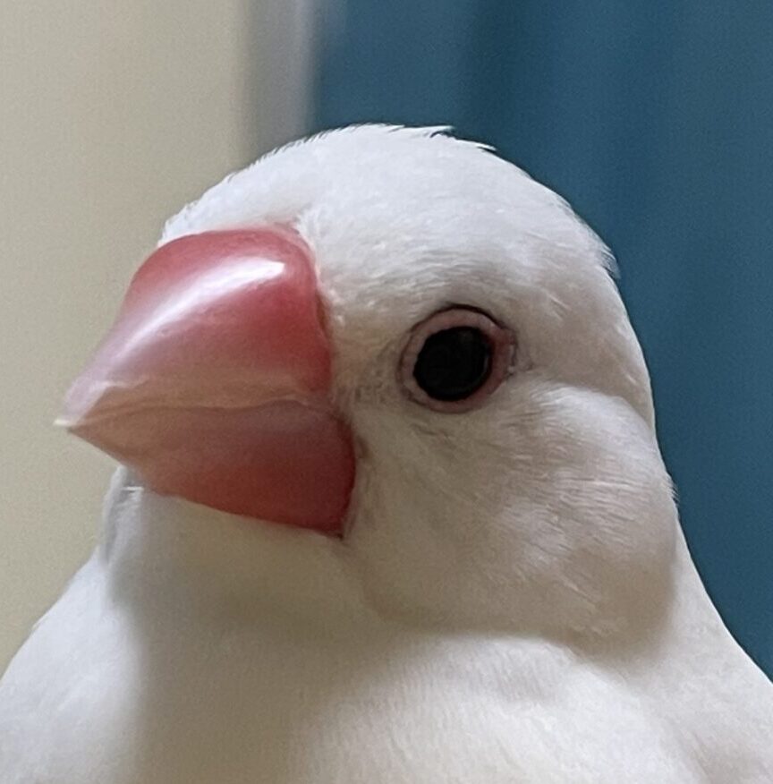 こころみたすペット思い出セレモニーにて葬儀したペットちゃん | すーちゃん