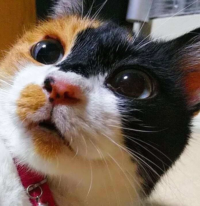 こころみたすペット思い出セレモニーにて葬儀したペットちゃん | みーちゃん