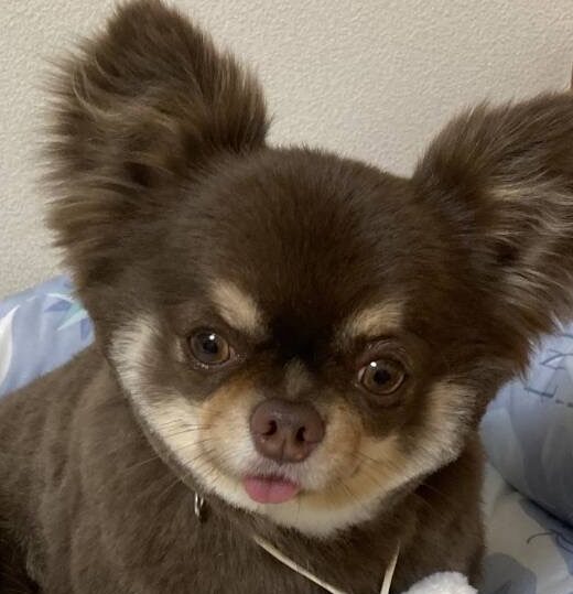 こころみたすペット思い出セレモニーにて葬儀したペットちゃん | ルークくん