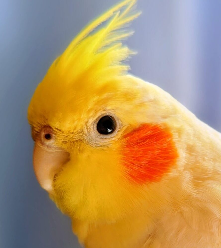 パロちゃん | こころみたす ペット思い出セレモニー