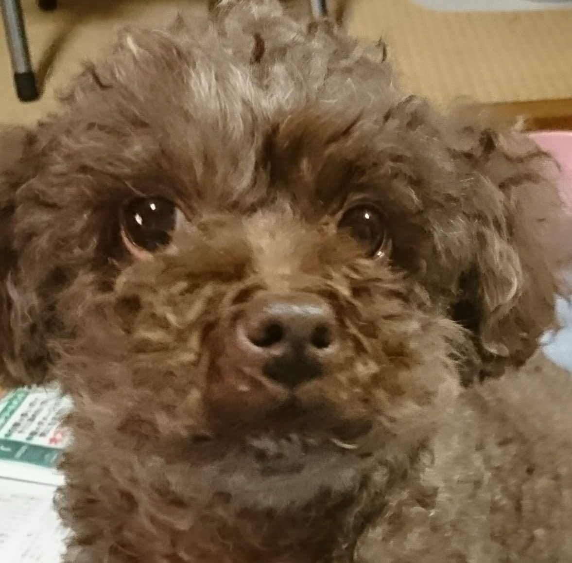 こころみたすペット思い出セレモニーにて葬儀したペットちゃん | 茶々丸くん