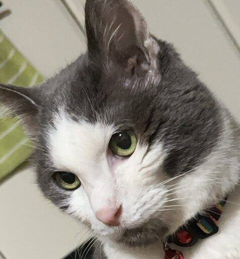 こころみたすペット思い出セレモニーにて葬儀したペットちゃん | マル子ちゃん