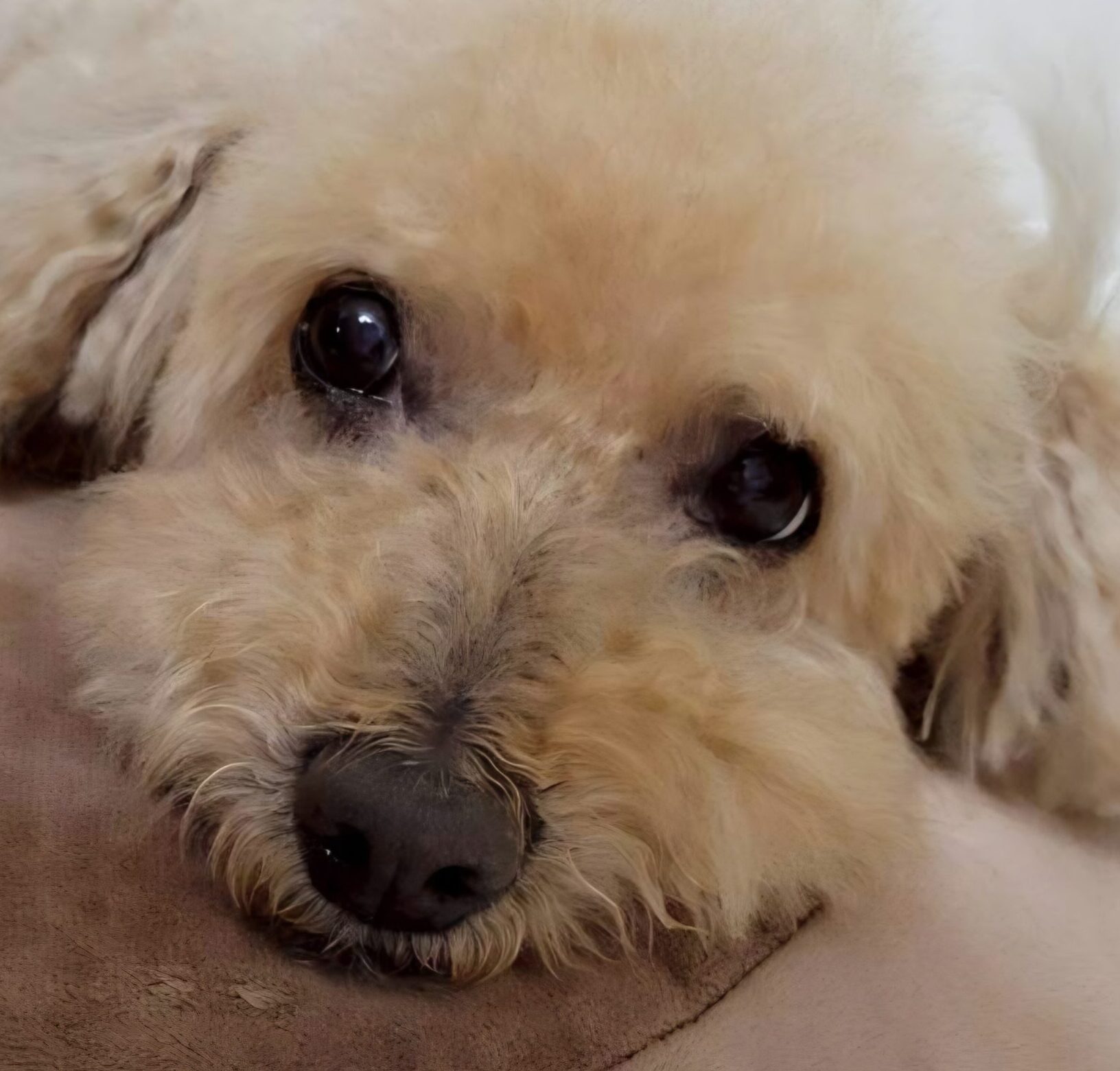 こころみたすペット思い出セレモニーにて葬儀したペットちゃん | KOKOくん