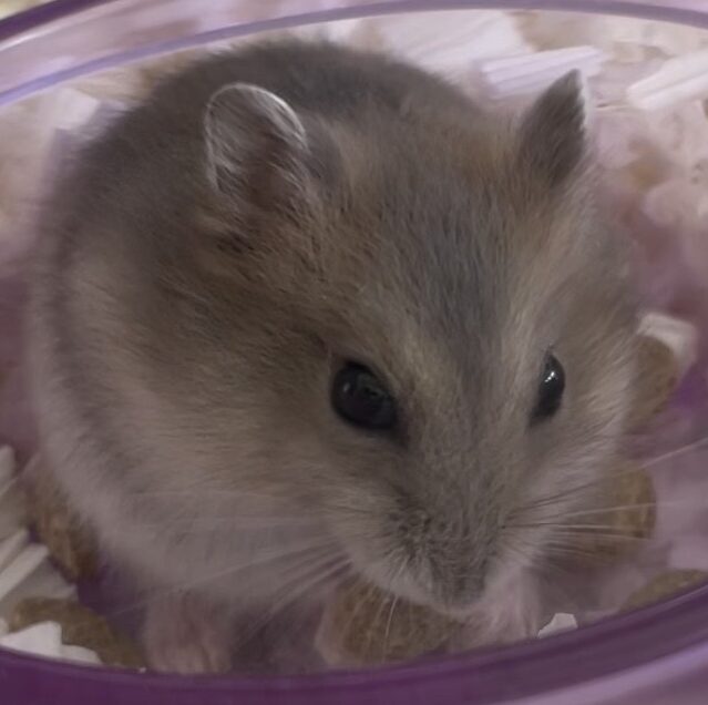 こころみたすペット思い出セレモニーにて葬儀したペットちゃん | ひまわりちゃん