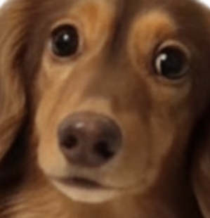 こころみたすペット思い出セレモニーにて葬儀したペットちゃん | セナくん