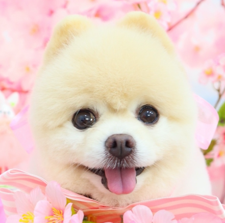 こころみたすペット思い出セレモニーにて葬儀したペットちゃん | バニラちゃん