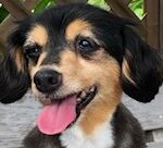 こころみたすペット思い出セレモニーにて葬儀したペットちゃん | ピッチちゃん