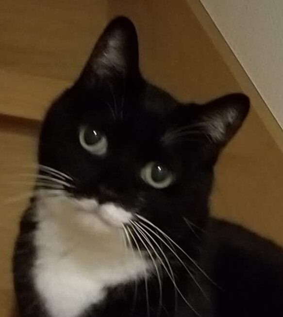 こころみたすペット思い出セレモニーにて葬儀したペットちゃん | クーちゃん