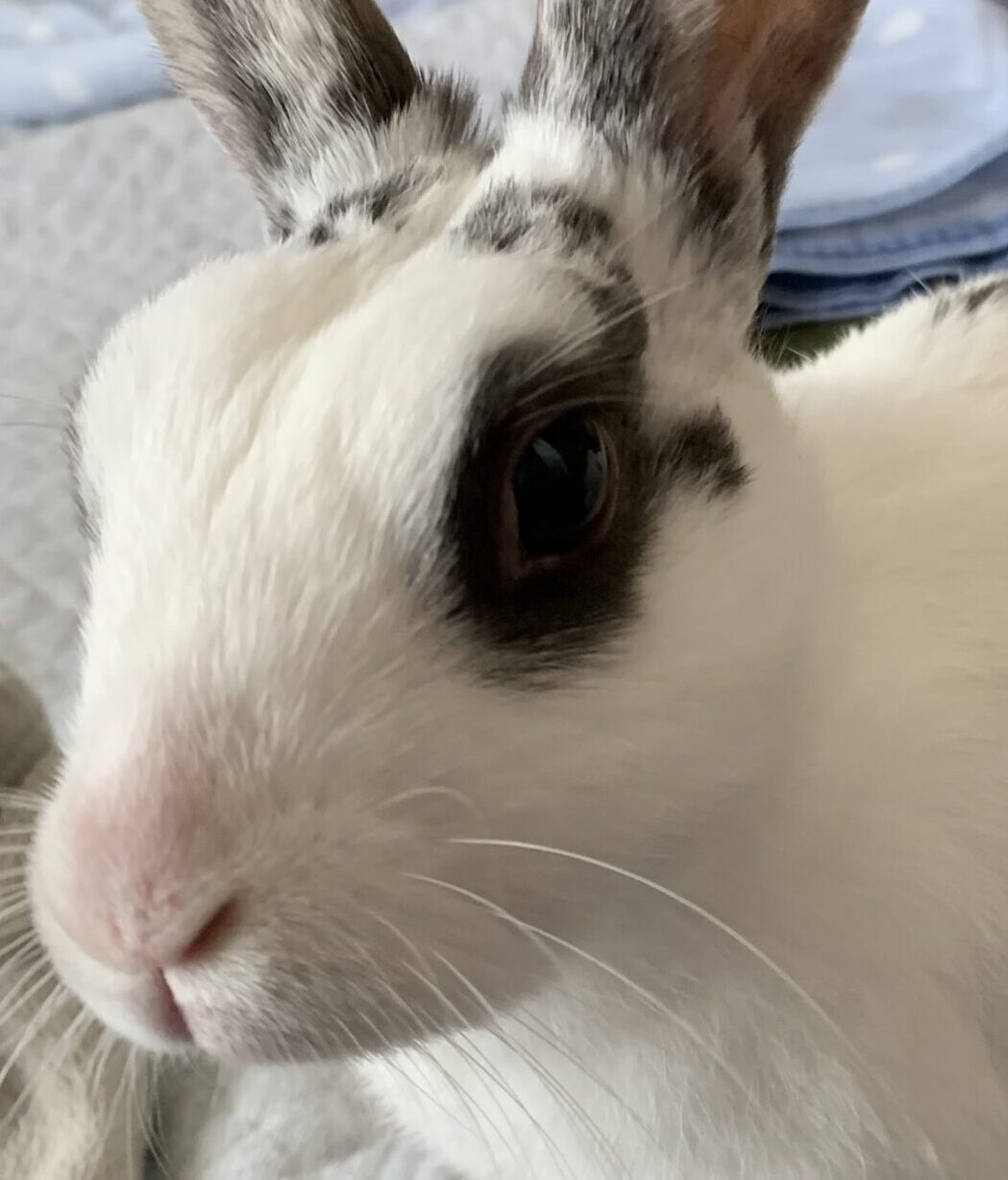 こころみたすペット思い出セレモニーにて葬儀したペットちゃん | なみちゃん