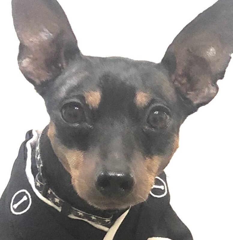 こころみたすペット思い出セレモニーにて葬儀したペットちゃん | ジーニくん