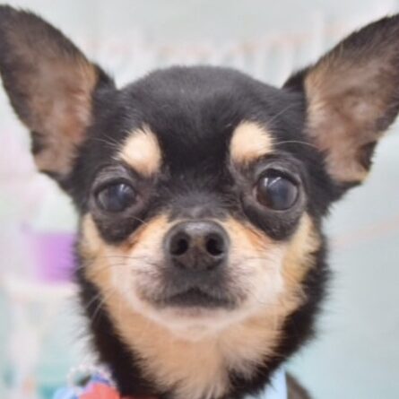 こころみたすペット思い出セレモニーにて葬儀したペットちゃん | ヤマトくん