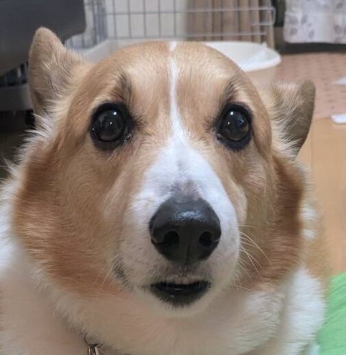 こころみたすペット思い出セレモニーにて葬儀したペットちゃん | ロンくん