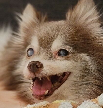 こころみたすペット思い出セレモニーにて葬儀したペットちゃん | あんずちゃん