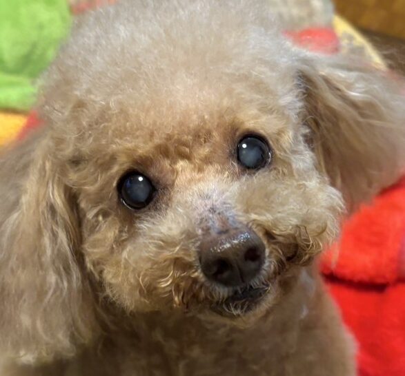 こころみたすペット思い出セレモニーにて葬儀したペットちゃん | らむちゃん