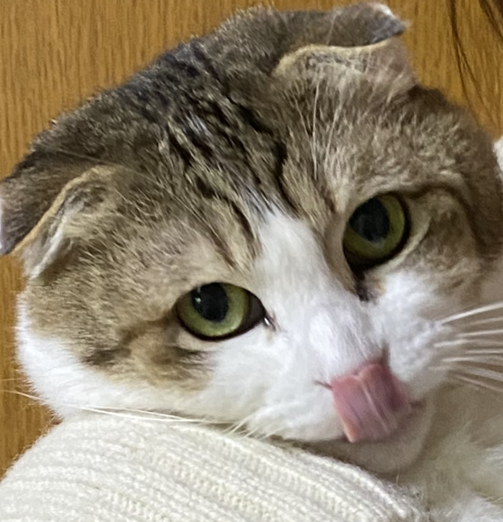 こころみたすペット思い出セレモニーにて葬儀したペットちゃん | メイちゃん