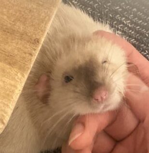 こころみたすペット思い出セレモニーにて葬儀したペットちゃん | さらすなくん