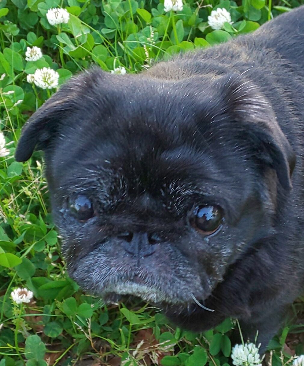 こころみたすペット思い出セレモニーにて葬儀したペットちゃん | のんちゃん