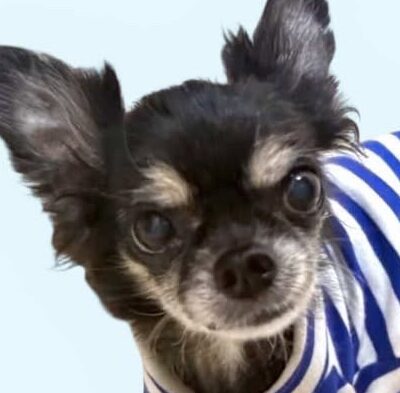 こころみたすペット思い出セレモニーにて葬儀したペットちゃん | リヴくん