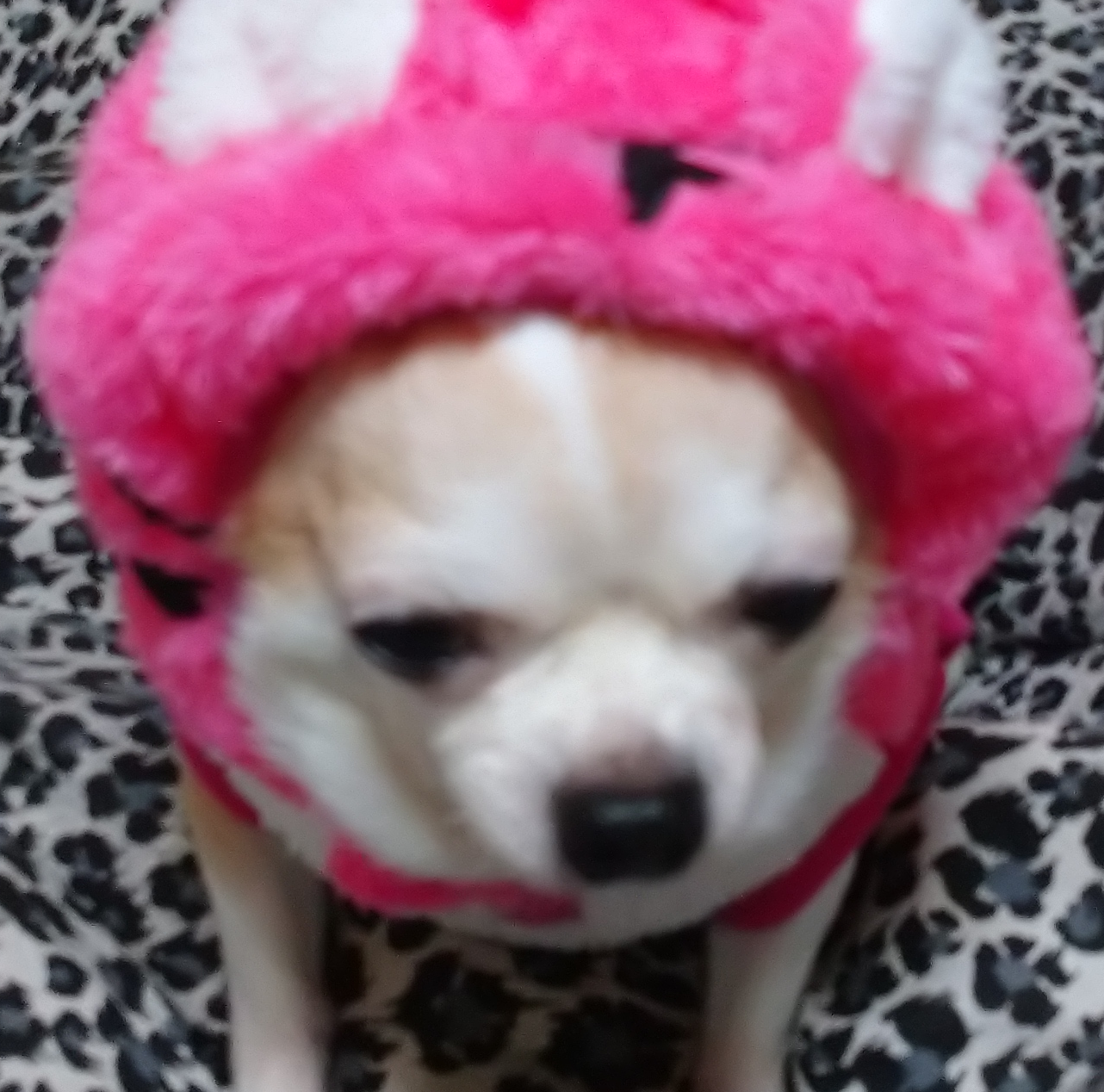 こころみたすペット思い出セレモニーにて葬儀したペットちゃん | クィーンちゃん