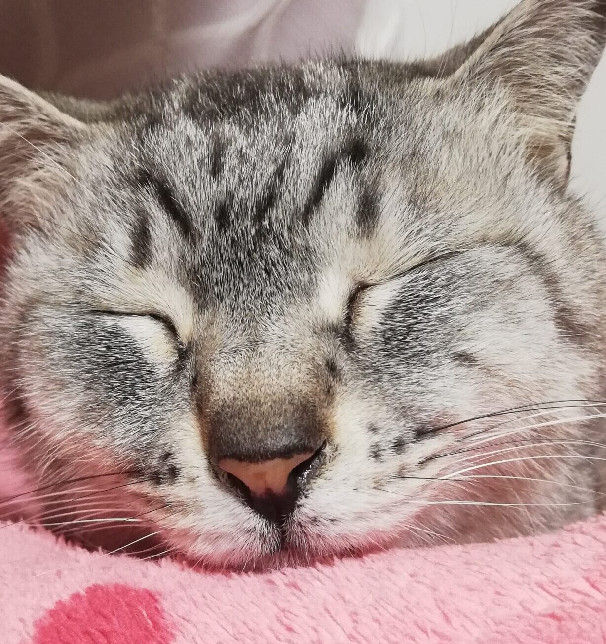 こころみたすペット思い出セレモニーにて葬儀したペットちゃん | きみくん