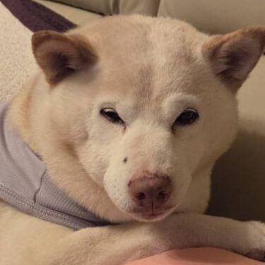 こころみたすペット思い出セレモニーにて葬儀したペットちゃん | 空ちゃん