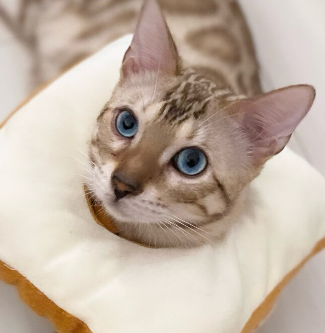 こころみたすペット思い出セレモニーにて葬儀したペットちゃん | おこげくん