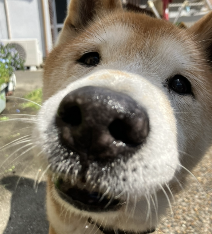 こころみたすペット思い出セレモニーにて葬儀したペットちゃん | クロくん