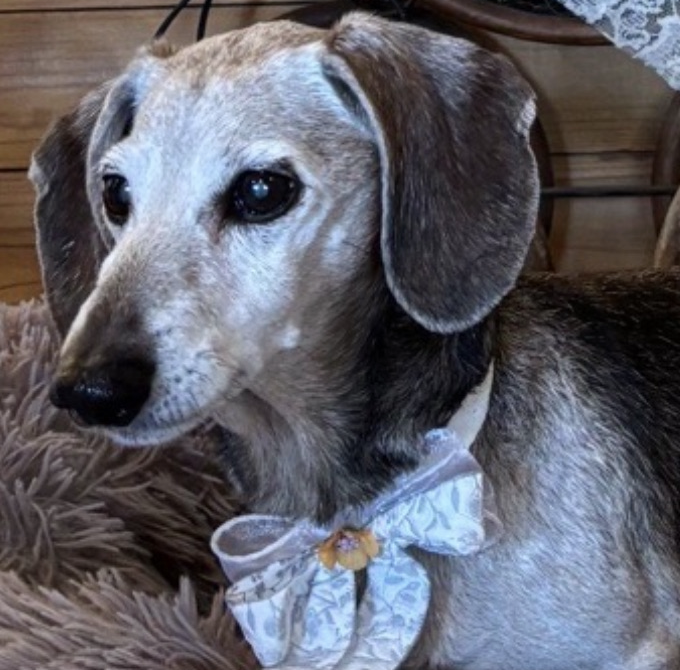 こころみたすペット思い出セレモニーにて葬儀したペットちゃん | ジンくん