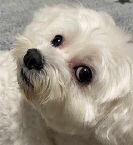 こころみたすペット思い出セレモニーにて葬儀したペットちゃん | アリスちゃん