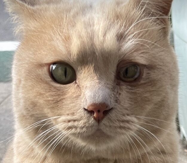 こころみたすペット思い出セレモニーにて葬儀したペットちゃん | にゃにゃくん