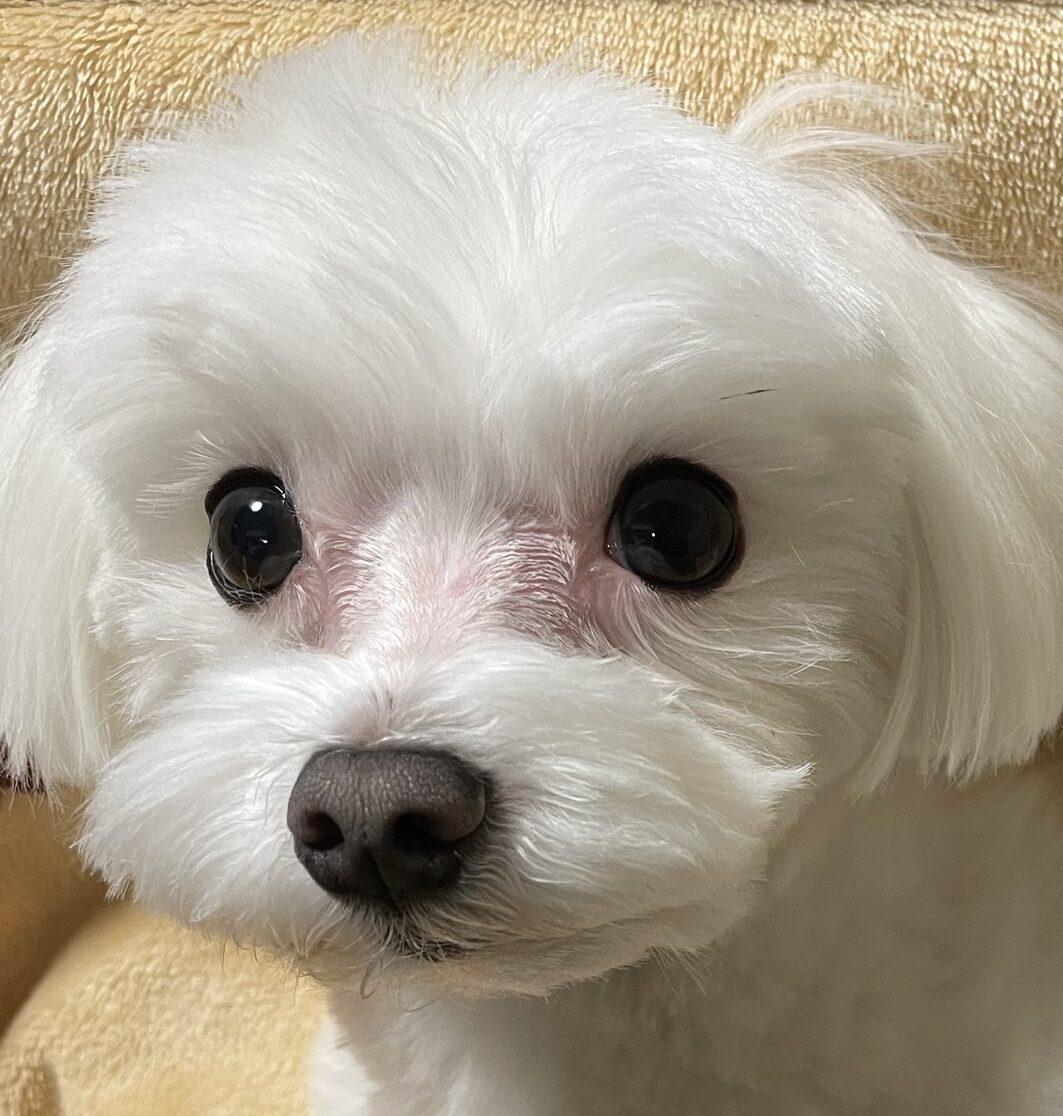 こころみたすペット思い出セレモニーにて葬儀したペットちゃん | 陸くん