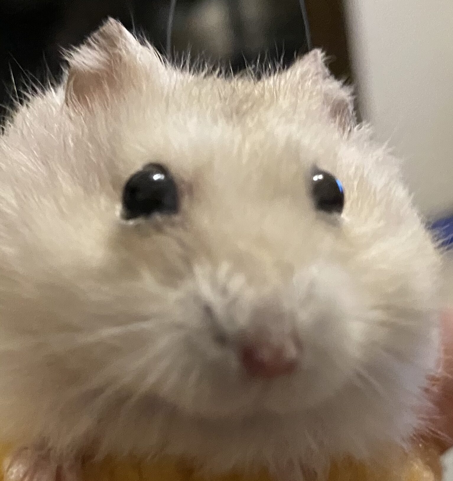 こころみたすペット思い出セレモニーにて葬儀したペットちゃん | おもちちゃん