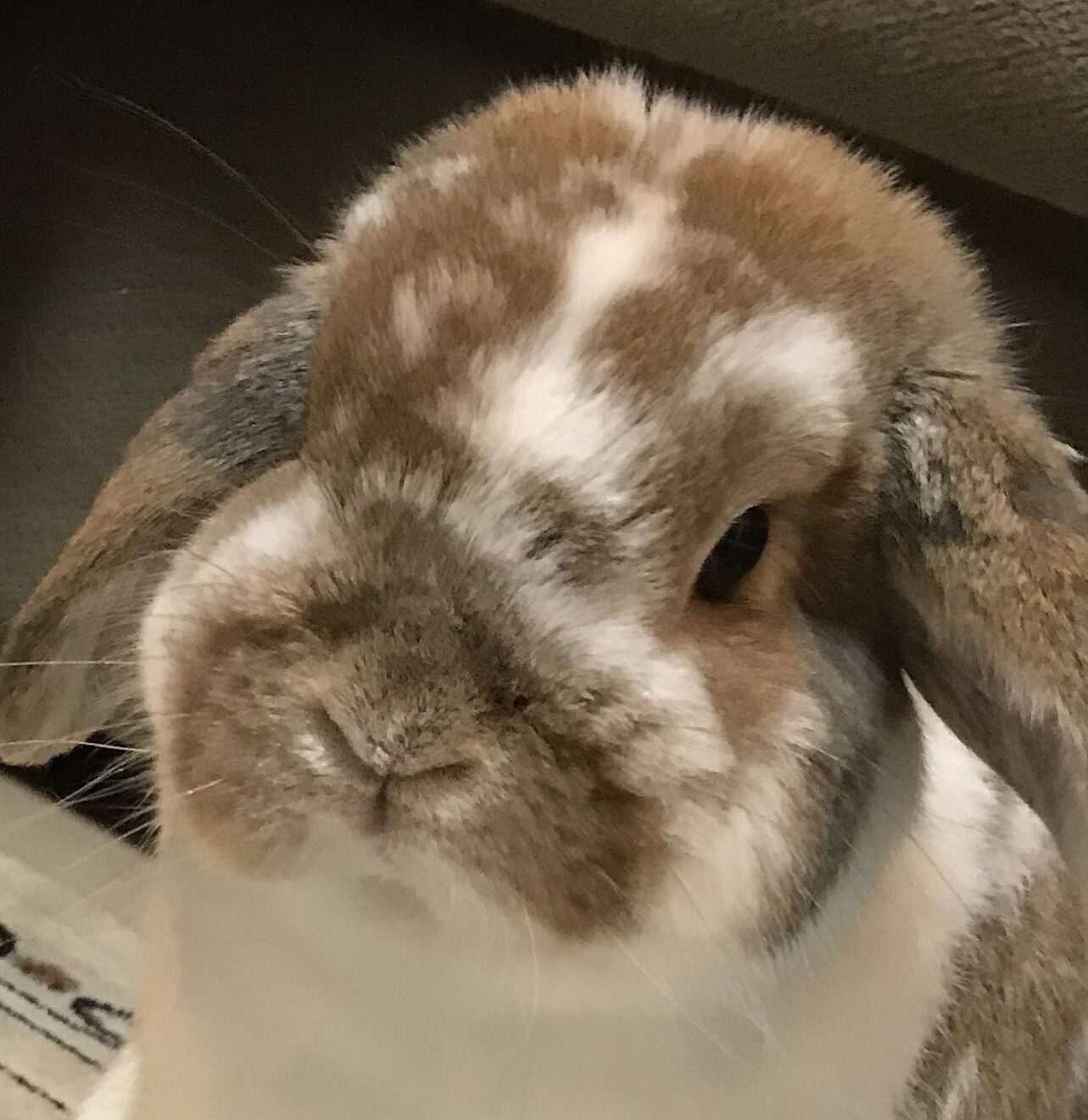 こころみたすペット思い出セレモニーにて葬儀したペットちゃん | チョコくん