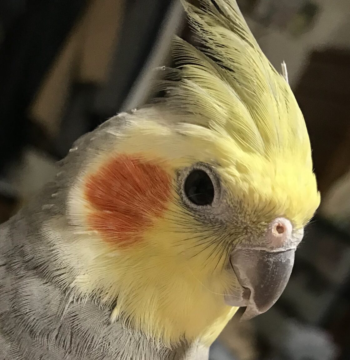 こころみたすペット思い出セレモニーにて葬儀したペットちゃん | マルくん