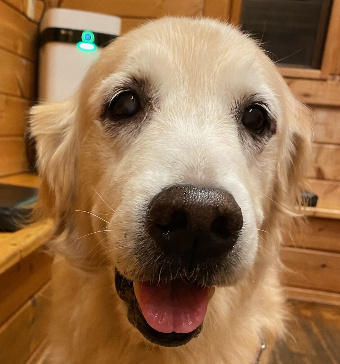 こころみたすペット思い出セレモニーにて葬儀したペットちゃん | アロマちゃん