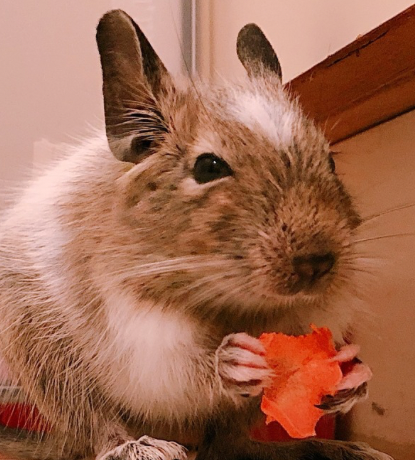 こころみたすペット思い出セレモニーにて葬儀したペットちゃん | たんぽぽくん