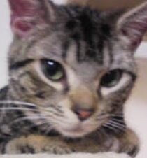 こころみたすペット思い出セレモニーにて葬儀したペットちゃん | ニャンコくん