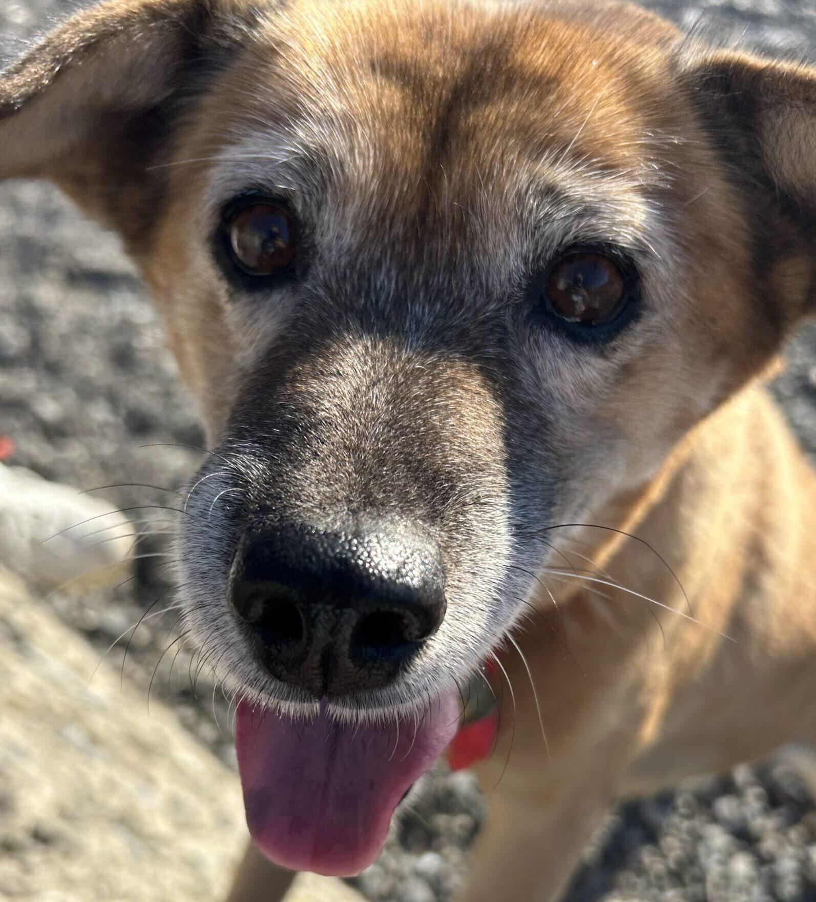 チロちゃん | こころみたす ペット思い出セレモニー