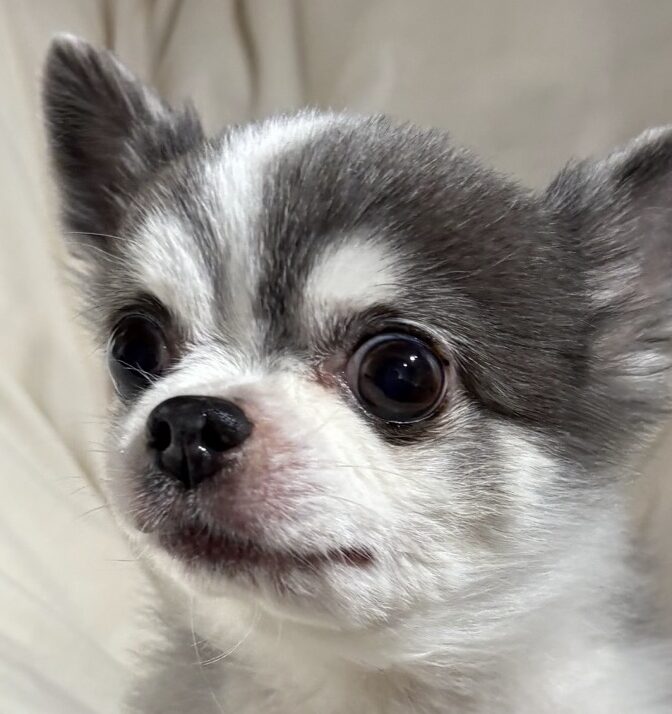 ベリーくん | こころみたす ペット思い出セレモニー