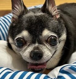 こころみたすペット思い出セレモニーにて葬儀したペットちゃん | アビーちゃん