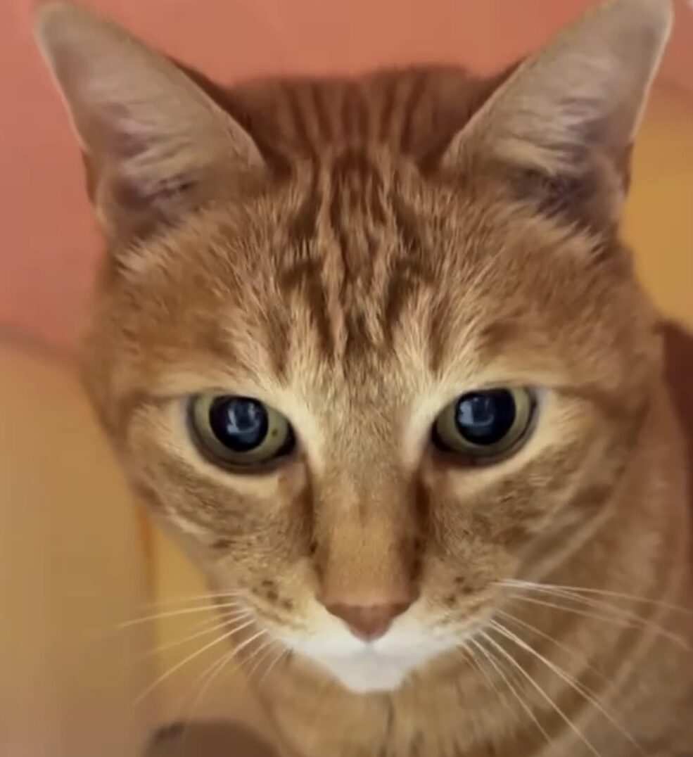 こころみたすペット思い出セレモニーにて葬儀したペットちゃん | 玉男くん