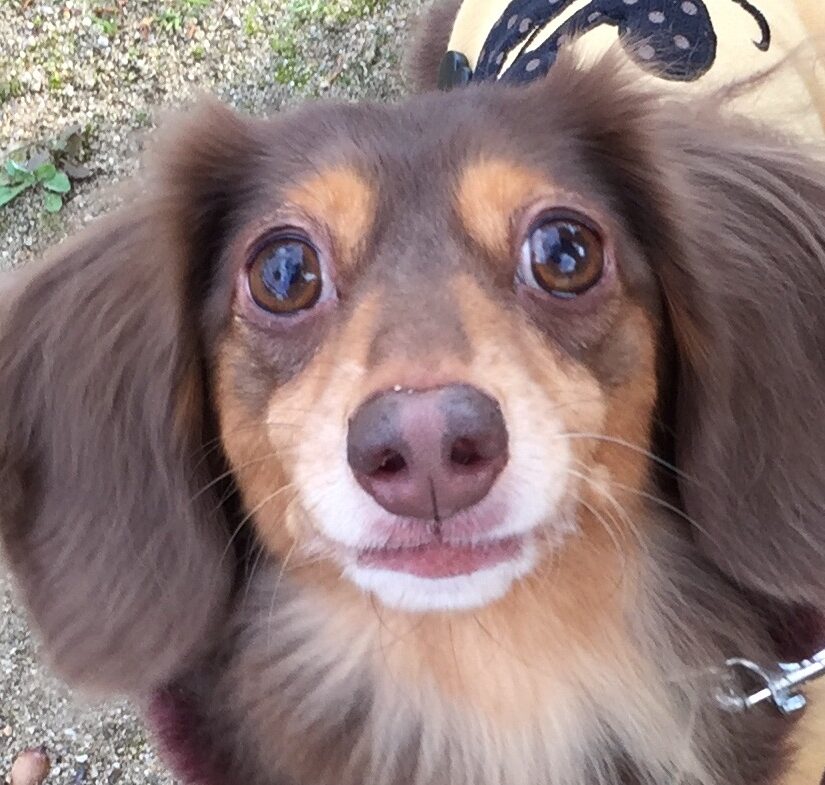 こころみたすペット思い出セレモニーにて葬儀したペットちゃん | ヴィオラちゃん