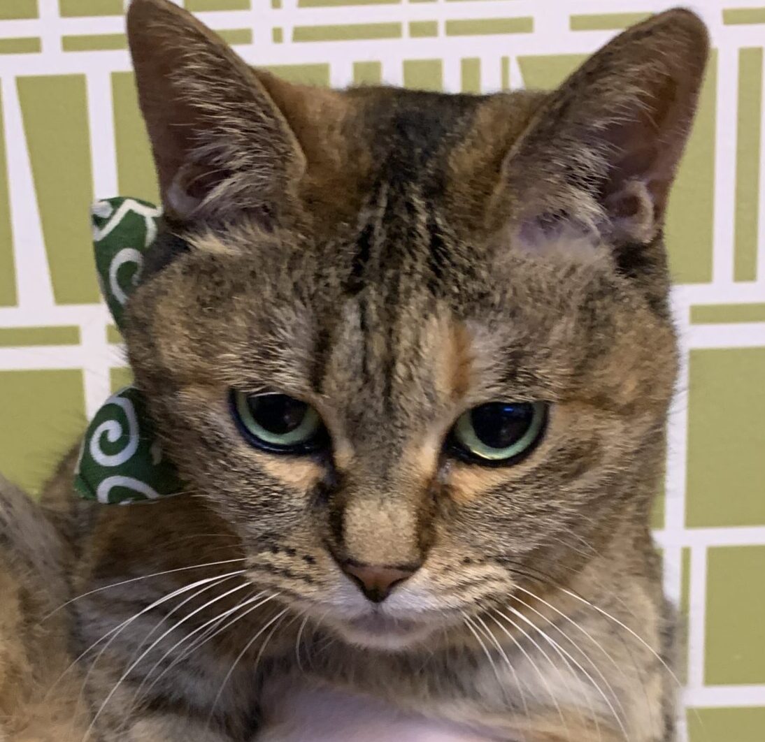 こころみたすペット思い出セレモニーにて葬儀したペットちゃん | フーちゃん