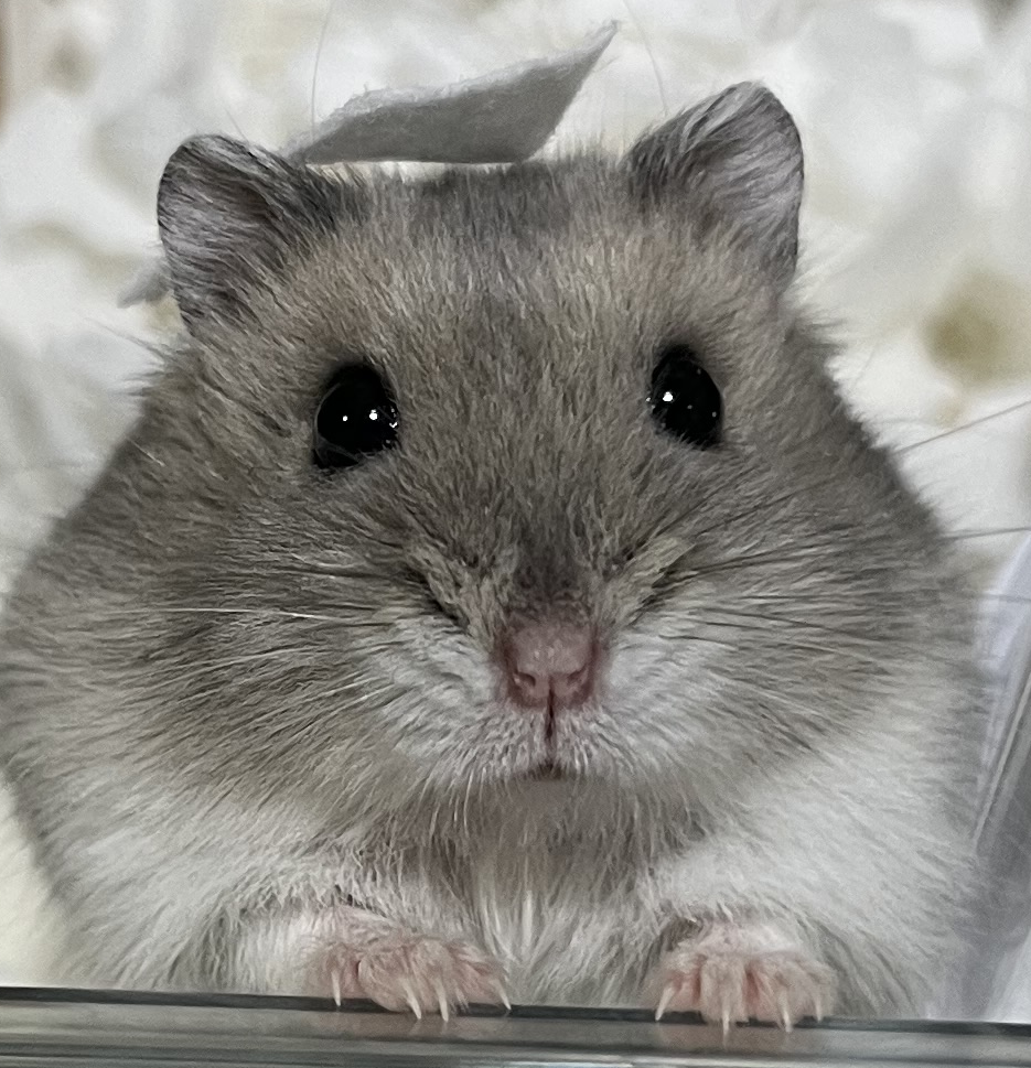 パンプキンくん | こころみたす ペット思い出セレモニー