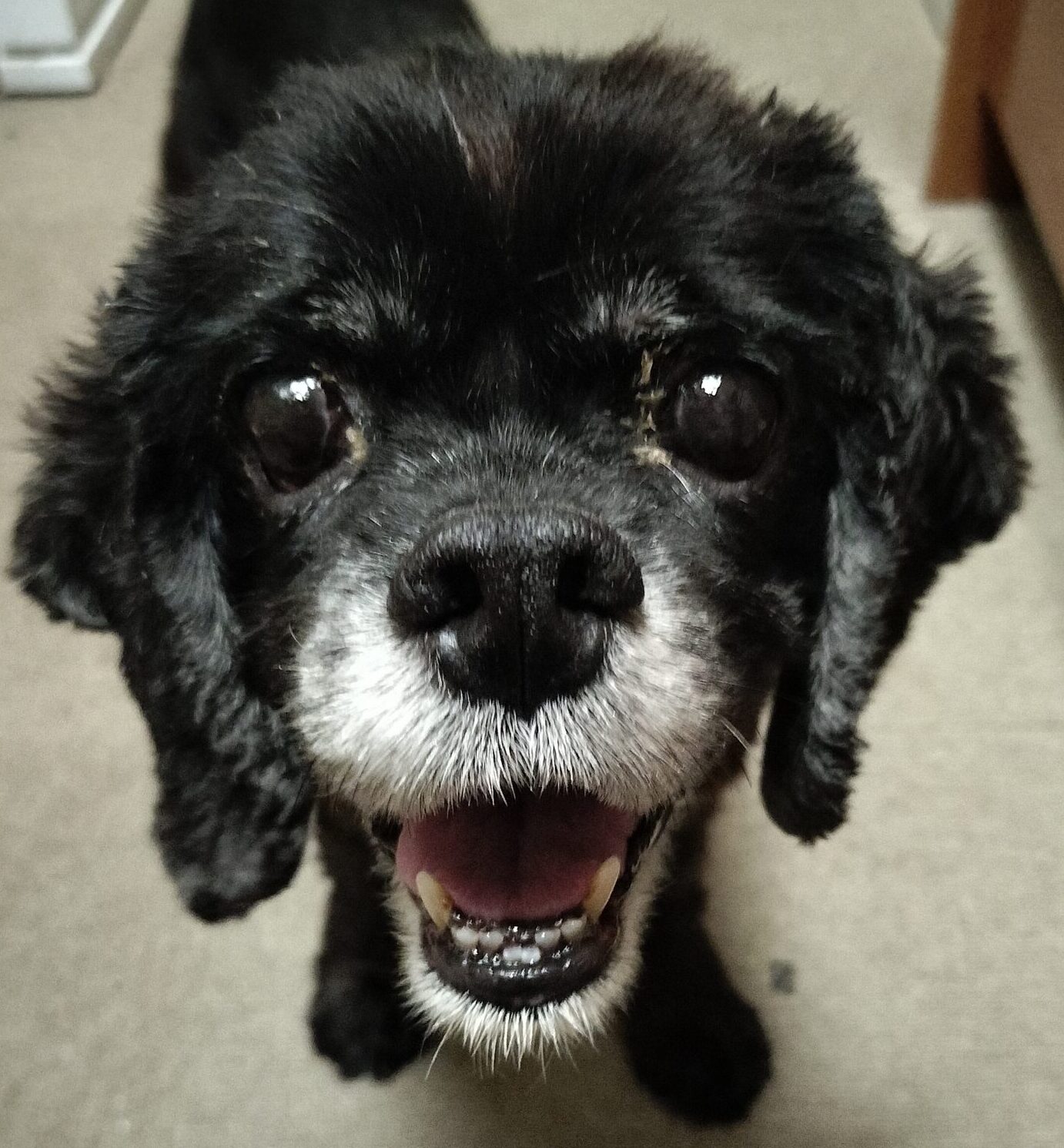 こころみたすペット思い出セレモニーにて葬儀したペットちゃん | くまちゃん