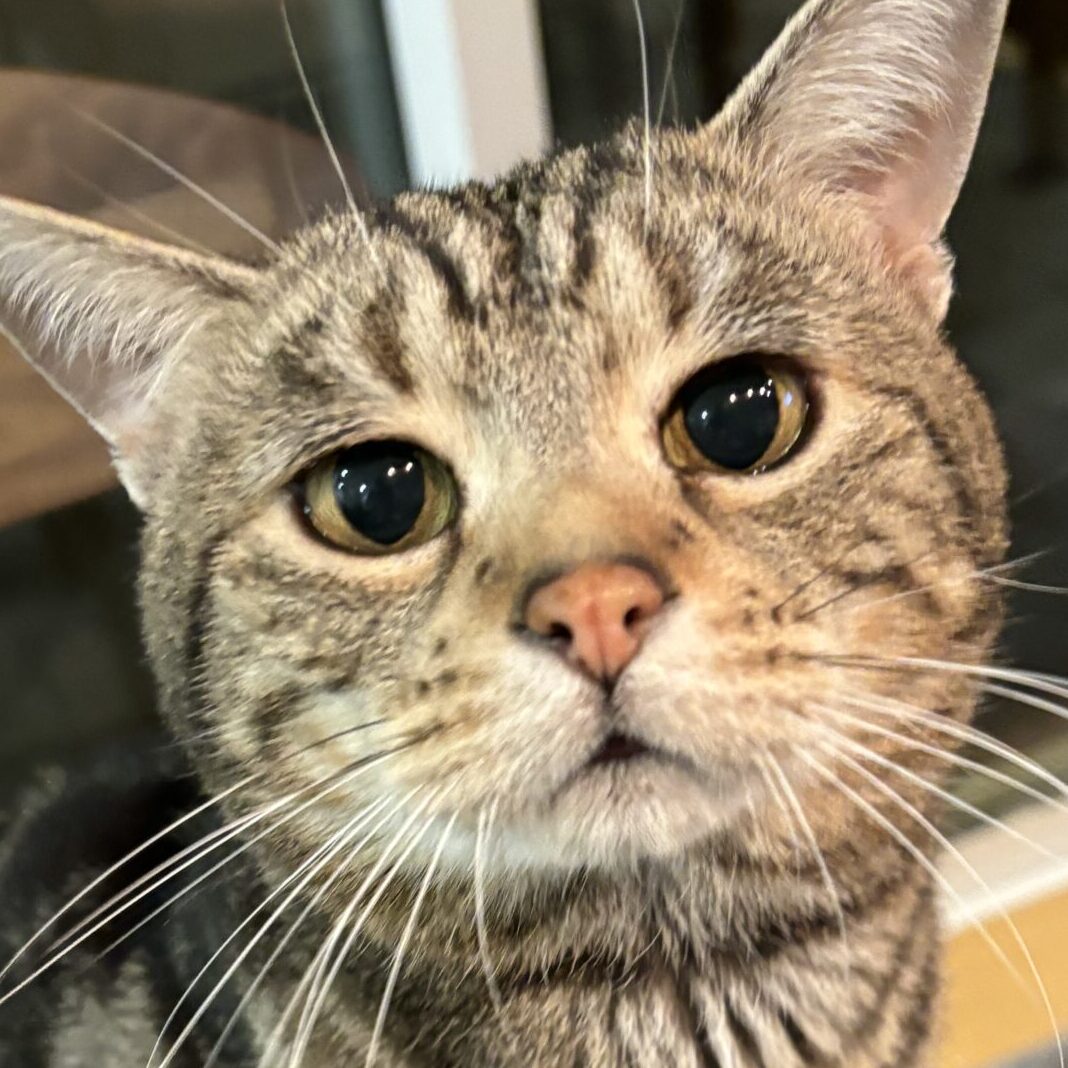 こころみたすペット思い出セレモニーにて葬儀したペットちゃん | ブライアンくん