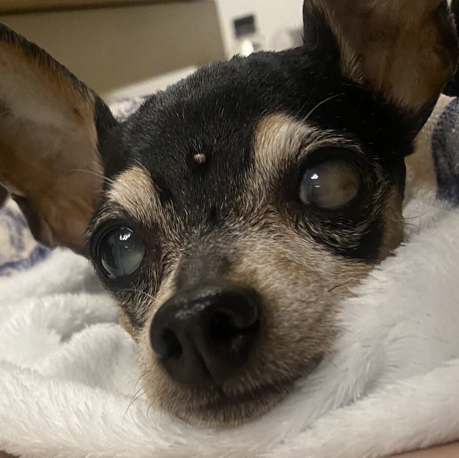 ウルルちゃん | こころみたす ペット思い出セレモニー